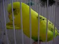 Puppu la Cocorita Parlante