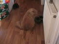 Itch