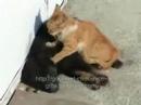 Cat_Massage_Centre