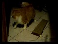 MOMENTI DI VERA VITA DA GATTO Guarda video
