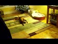Apparently this dog needs more attention or perhaps group therapy.