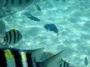Snorkling in Redang 1