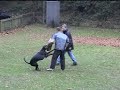 Dobermann Zamu Les Deux Peupliers ZTP