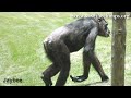 Save the Chimps 2008 Recap! Save the Chimps 2008 Recap!