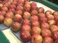 exportación de manzanas