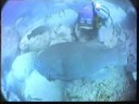 Feeding Humpy the tame gouper. Feeding Humpy the tame gouper.