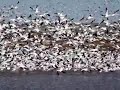 Snow Geese Startle Snow Geese Startle