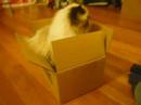 I Fit In Small Boxz!!