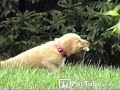 Cute labrador puppy bites and lunges at weed and then retreats. pettube.com