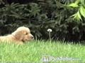 When a Puppy Attacks (A Weed)
