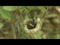 БОГ ЧУДЕС - КОЛИБРИ СУПЕР ПТИЦА.flv