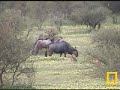 Wildebeests 3-1-08 part 1 Wildebeests 3-1-08 part 1