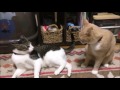 【猫の動画日記】猫が怨念!変なのが映ってるよ 2016.06.28 てるよ