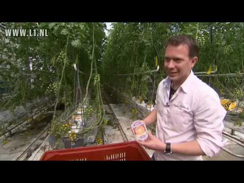 L1 KOPlopers - Westburg