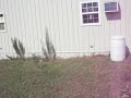 Click here to watch this video Liberty Garden-Poison Oak, Camillas, Blueberries
