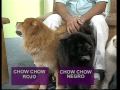 Chow chow - koo kio: canal cronica tv programa del dr. enrique romero parte 2