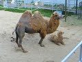 ラクダ動画