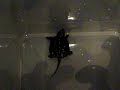 Reptile Update Reptile Update