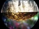 Bee Swarm Bee Swarm