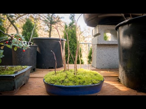 how to replant japanese maple tree