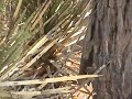 Desert Spiny Lizard (Sceloporus magister)