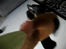German Shepperd Dingo V/S Toy Dog