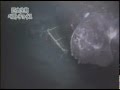 Megalodon sighted in Mariana Trench - YouTube