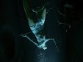 PB - Swan Lake