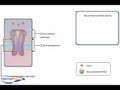 Ion Channel Coupled Receptors