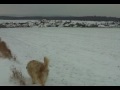 Werlau im Winter am19.12.2009.MOV