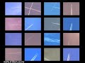(the chemtrail song) A PLANE TRAIL OF DEADLY DECEPTION by trillion feat. Luca
