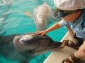 Мы и дельфины.  We and dolphins.