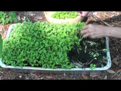 how to harvest methi leaves