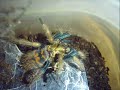 Chromatopelma cyaneopubescens Chromatopelma cyaneopubescens