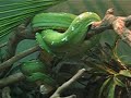 Snake Feeding