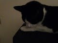 MOO WAKES UP SCARED