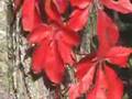 Greensleeves:  Music by Donna Germano
