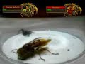 Princess Huhuran VS Maexxna