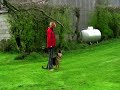 shutzhund obedience