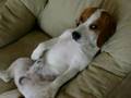 Beagle video