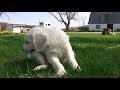 Adorable Goldendoodle Puppies