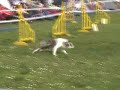 Border collie agility Border collie agility