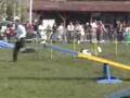 Border collie agility