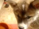 The first Day of  Mai-Hime (Akita Inu)