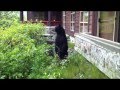 Guy Yells At And Chases Off Black Bear - animals, bear, black bear, wtf