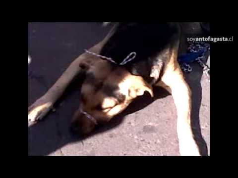 dientes de sable - NOTA COMPLETA: http://bit.ly/112ZN2I Personal del municipio atrapó al conocido canino en el Paseo Prat de la ciudad. Fue trasladado hasta el canil, donde esp...