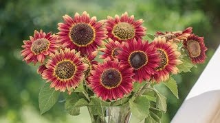 Burpee 'Crimson Blaze' Sunflower