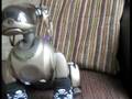 Sony Aibo... Owner Registration
