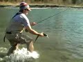 Brown Trout Eating Another Trout While Eating A Fly