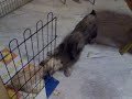 Click here to watch this video August and Vinvin's fight.